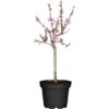 OBI Zwergnektarine Höhe Ca. 60 - 80 Cm Topf Ca. 7,5 L Prunus -Compoten Geschaft 656038 3358 1