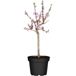 OBI Zwergnektarine Höhe Ca. 60 - 80 Cm Topf Ca. 7,5 L Prunus