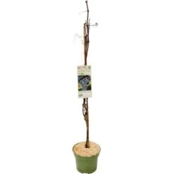 GROW By OBI Weintraube "Regent" Topf Ca. 3 L Vitis Vinifera