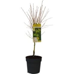 GROW By OBI Fächerahorn "Bi Hoo" Ca. 40 - 60 Cm Topf Ca 6,5 L Acer Platanoides