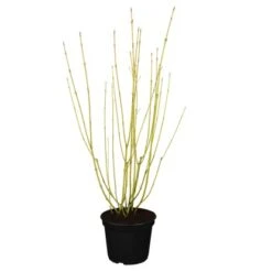 GROW By OBI Gelbholz-Hartriegel "Flaviramea" Höhe Ca. 60 - 80 Cm Topf Ca. 5 L