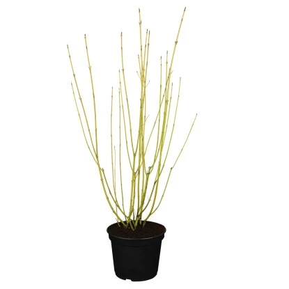 GROW By OBI Gelbholz-Hartriegel "Flaviramea" Höhe Ca. 60 - 80 Cm Topf Ca. 5 L 3 GROW By OBI Gelbholz-Hartriegel "Flaviramea" Höhe Ca. 60 - 80 Cm Topf Ca. 5 L