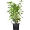 GROW By OBI Gefüllter Sternchenstrauch "Plena" Weiß Ca. 60 - 80 Cm Topf Ca. 5 L -Compoten Geschaft 656769 3358 01