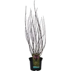 GROW By OBI Weigelie "Victoria" Höhe Ca. 60 - 80 Cm Topf Ca. 7,5 L