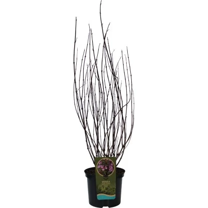 GROW By OBI Weigelie "Victoria" Höhe Ca. 60 - 80 Cm Topf Ca. 7,5 L 3 GROW By OBI Weigelie "Victoria" Höhe Ca. 60 - 80 Cm Topf Ca. 7,5 L