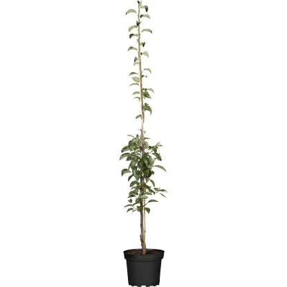 GROW By OBI Bio Säulenbirne Gelb/Rot Ca. 40-60 Cm Topf Ca. 7,5 L Pyrus Communis 3 GROW By OBI Bio Säulenbirne Gelb/Rot Ca. 40-60 Cm Topf Ca. 7,5 L Pyrus Communis