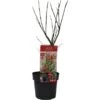 GROW By OBI Fächerahorn "Jerre Schwartz" Höhe Ca. 40 - 60 Cm Topf Ca. 3 L -Compoten Geschaft 657903 3358 2