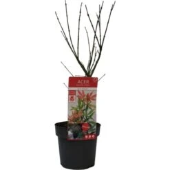 GROW By OBI Fächerahorn "Jerre Schwartz" Höhe Ca. 40 - 60 Cm Topf Ca. 3 L