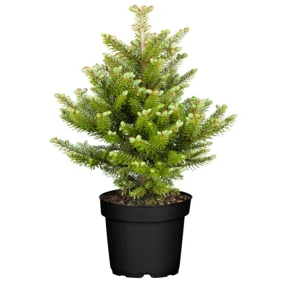 Veredelte Koreatanne "Molli" Höhe Ca. 25 - 30 Cm Topf Ca. 4 L Abies Koreana 3 Veredelte Koreatanne "Molli" Höhe Ca. 25 - 30 Cm Topf Ca. 4 L Abies Koreana
