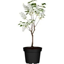 Edelflieder Höhe Ca. 50 - 60 Cm Topf Ca. 4,6 L Syringa Vulgaris