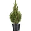 OBI Zuckerhutfichte "Conica" Höhe Ca. 50 - 60 Cm Topf Ca. 5 L Picea 2 OBI Zuckerhutfichte "Conica" Höhe Ca. 50 - 60 Cm Topf Ca. 5 L Picea -Compoten Geschaft 6602205 3358 1