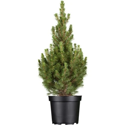 OBI Zuckerhutfichte "Conica" Höhe Ca. 50 - 60 Cm Topf Ca. 5 L Picea 3 OBI Zuckerhutfichte "Conica" Höhe Ca. 50 - 60 Cm Topf Ca. 5 L Picea