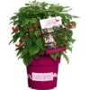 GROW By OBI Brombeere "Lucky Berry" Höhe Ca. 40 - 60 Cm Topf Ca. 4,6 L -Compoten Geschaft 664703 3358 1