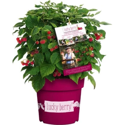 GROW By OBI Brombeere "Lucky Berry" Höhe Ca. 40 - 60 Cm Topf Ca. 4,6 L 3 GROW By OBI Brombeere "Lucky Berry" Höhe Ca. 40 - 60 Cm Topf Ca. 4,6 L