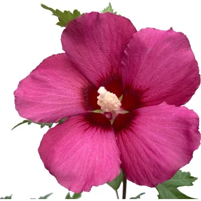 GROW By OBI Hibiskus "Flower Tower Ruby" Höhe Ca. 40 - 60 Cm Topf Ca. 6 L 3 GROW By OBI Hibiskus "Flower Tower Ruby" Höhe Ca. 40 - 60 Cm Topf Ca. 6 L