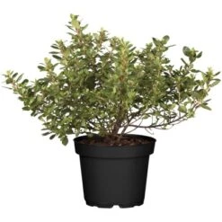 GROW By OBI Andenstrauch "Pink Elle" Rosa Höhe Ca. 40 - 60 Cm Topf Ca. 4,6 L