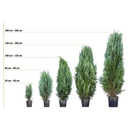 Scheinzypresse ''Glaucà' Set à 40 Stück Höhe Ca. 140 - 160 Cm Ballenware 4 Scheinzypresse ''Glaucà' Set à 40 Stück Höhe Ca. 140 - 160 Cm Ballenware – Bild 2