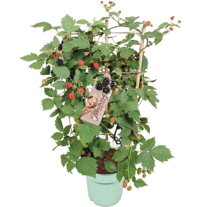 Brombeere "Loch Ness" Schwarz Höhe Ca. 40 - 50 Cm Topf Ca. 17 L Rubus 3 Brombeere "Loch Ness" Schwarz Höhe Ca. 40 - 50 Cm Topf Ca. 17 L Rubus