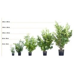 Liguster "Atrovirens" Höhe Ca. 80 - 100 Cm Topf Ca. 5 L Ligustrum Vulgare -Compoten Geschaft 72246 3358 kirschlorbeer 3 21