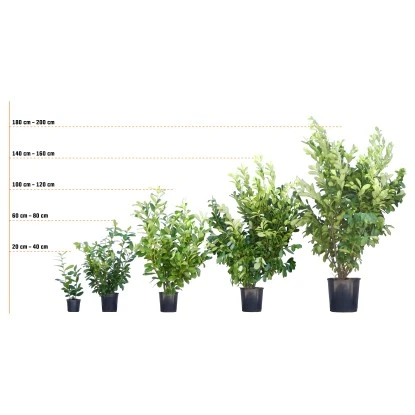 GROW By OBI Glanzmispel "Carré Rouge" Höhe Ca. 60 - 80 Cm Topf Ca. 15 L Photinia 6 GROW By OBI Glanzmispel "Carré Rouge" Höhe Ca. 60 - 80 Cm Topf Ca. 15 L Photinia – Bild 4