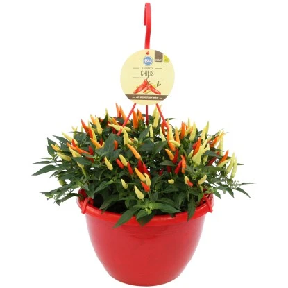 Blu Chili-Ampel "Schwarze Perle" Topf-Ø Ca. 27 Cm Capsicum 3 Blu Chili-Ampel "Schwarze Perle" Topf-Ø Ca. 27 Cm Capsicum