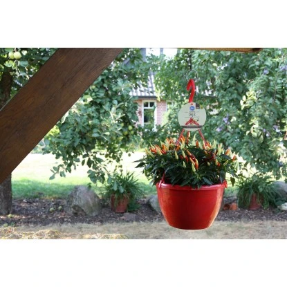 Blu Chili-Ampel "Schwarze Perle" Topf-Ø Ca. 27 Cm Capsicum 4 Blu Chili-Ampel "Schwarze Perle" Topf-Ø Ca. 27 Cm Capsicum – Bild 2