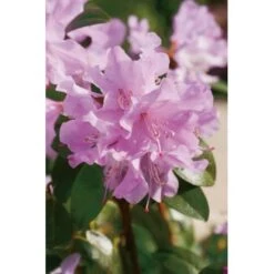 Vorfrühlings-Rhododendron "Praecox" Lila Höhe Ca. 30 - 40 Cm Topf Ca. 4 L -Compoten Geschaft 728 Rhododendron Praecox 2