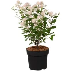 Säckelblume, In Sorten Höhe Ca. 30 - 40 Cm Topf Ca. 3,4 L Ceanothus