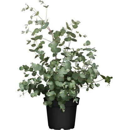 Eukalyptus "Silbertropfen" Höhe Ca. 25 - 30 Cm Topf Ca. 3 L Eucalyptus Gunnii 3 Eukalyptus "Silbertropfen" Höhe Ca. 25 - 30 Cm Topf Ca. 3 L Eucalyptus Gunnii