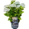 Bauernhortensie "Kassiopeia" Blau Höhe Ca. 30 Cm - 40 Cm Topf Ca. 5 L -Compoten Geschaft 730301 3358 01