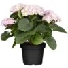 Bauernhortensie "Magical Juwel" Rosa Höhe Ca. 30 Cm - 40 Cm Topf Ca. 5 L -Compoten Geschaft 730312 3358 01