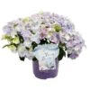 Hortensie "French Bolero" Höhe Ca. 20 - 30 Cm Topf Ca. 3,5 L Hydrangea Hybride -Compoten Geschaft 730342 3358 01