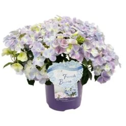 Hortensie "French Bolero" Höhe Ca. 20 - 30 Cm Topf Ca. 3,5 L Hydrangea Hybride