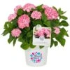 GROW By OBI Bauernhortensie "Diva Fiore" Rosa Ca. 30 Cm - 40 Cm -Compoten Geschaft 735566 3358 01