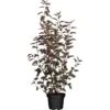 Blasen-Spiere "All Black" Weiß Höhe Ca. 30 - 40 Cm Topf Ca. 5 L Physocarpus -Compoten Geschaft 736457 3358 1