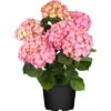 Bauernhortensie "Flair & Flavour Strawberry" Pink Höhe 30 - 40cm Topf Ca. 5 L -Compoten Geschaft 738019 3358 1
