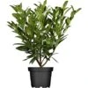 OBI Kirschlorbeer "Herbergii" Höhe Ca. 80 - 100 Cm Topf Ca. 7,5 L Prunus -Compoten Geschaft 75 l prunus laurocerasus 1