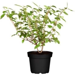 Japanischer Schneeball "Summer Snowflake" Weiß Höhe Ca. 40 - 50 Cm Topf Ca. 6 L