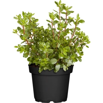 Japanische Azalee "Pink Spider" Rosa Höhe Ca. 30 - 40 Cm Topf Ca. 4,6 L 3 Japanische Azalee "Pink Spider" Rosa Höhe Ca. 30 - 40 Cm Topf Ca. 4,6 L