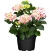 Bauernhortensie "Lovely Colection" Höhe Ca. 30 - 40 Cm Topf Ca 5 L Hydrangea -Compoten Geschaft 764164 3358 1
