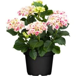 Bauernhortensie "Lovely Colection" Höhe Ca. 30 - 40 Cm Topf Ca 5 L Hydrangea