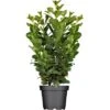 Kirschlorbeer "Etna" Höhe Ca. 60 - 80 Cm Topf Ca. 7,5 L Prunus -Compoten Geschaft 80 cm Topf ca 75 l Prunus