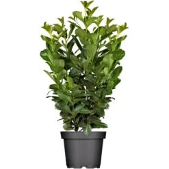 Kirschlorbeer "Etna" Höhe Ca. 60 - 80 Cm Topf Ca. 7,5 L Prunus