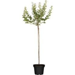 OBI Stachelbeere Grün Halbstamm Höhe Ca. 60 - 80 Cm Topf Ca. 3 L Ribes