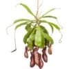 Kannenpflanze Ampel Topf-Ø Ca. 14 Cm Nepenthes 2 Kannenpflanze Ampel Topf-Ø Ca. 14 Cm Nepenthes -Compoten Geschaft 818662 3358 1
