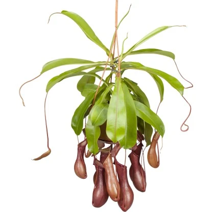 Kannenpflanze Ampel Topf-Ø Ca. 14 Cm Nepenthes 3 Kannenpflanze Ampel Topf-Ø Ca. 14 Cm Nepenthes