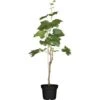 Weinrebe Mix Höhe Ca. 80 - 100 Cm Topf Ca. 3 L Vitis Vinifera -Compoten Geschaft 821280 3026 01