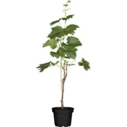 Weinrebe Mix Höhe Ca. 80 - 100 Cm Topf Ca. 3 L Vitis Vinifera