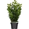Kirschlorbeer "Obelisk" Höhe Ca. 60 - 80 Cm Topf Ca. 7 L Prunus Laurocerasus -Compoten Geschaft 821288 3026 01