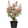 Glanzmispel "Carré Rouge" Höhe Ca. 40 - 60 Cm Topf Ca. 5 L Photinia Fraseri -Compoten Geschaft 821318 3026 01
